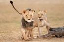 Two lion cubs walk across a field in Africa.